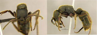 The “giant” Pseudoneoponera rufipes (the foamy ant) is 20 mm long. (Photo courtesy: HKU Insect Biodiversity and Biogeography Laboratory) 